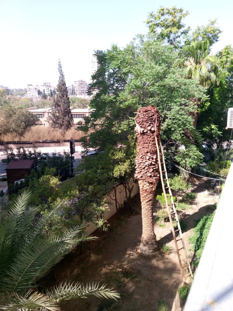 صورة 4