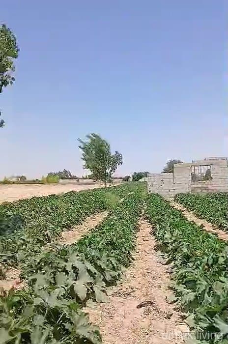 صورة 1