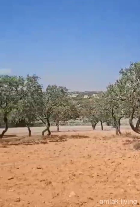 صورة 1