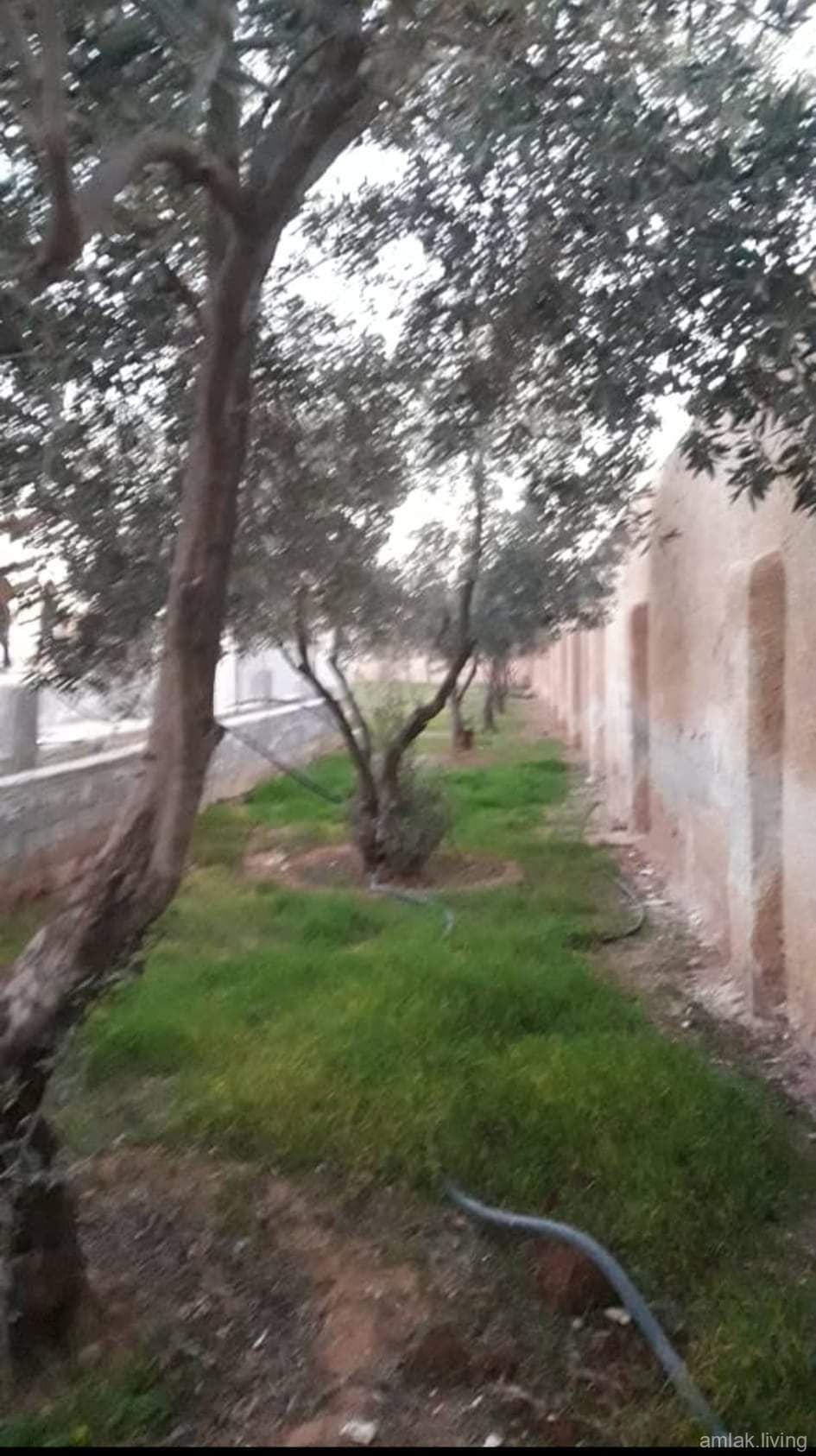 صورة 1