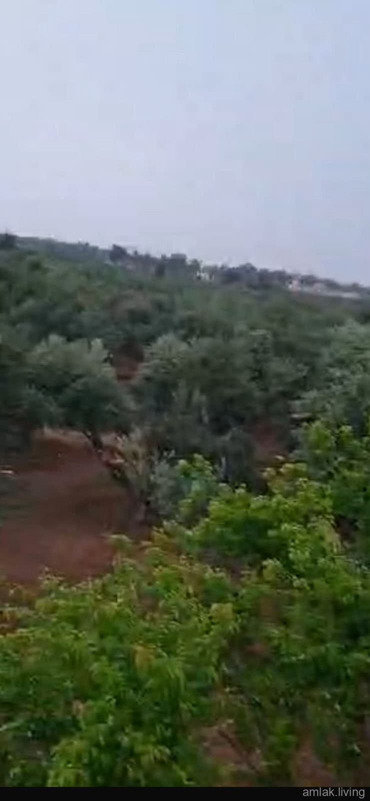 صورة 3