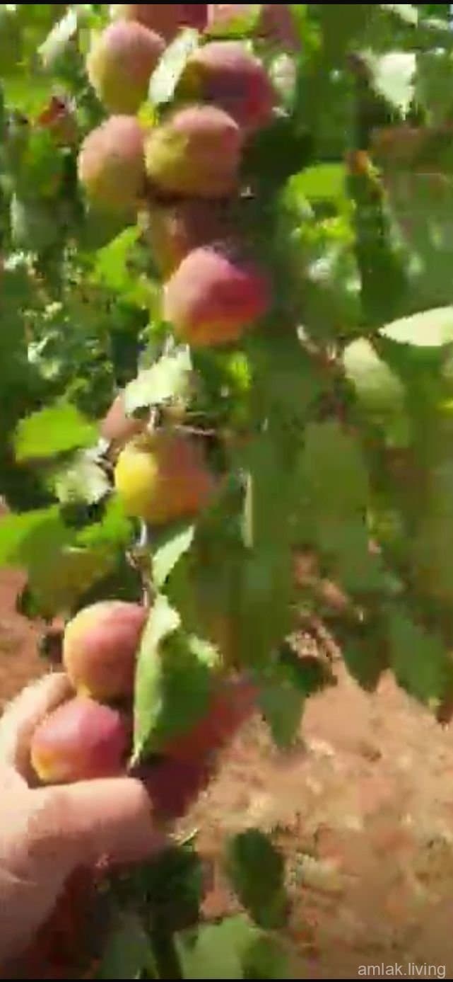 صورة 1