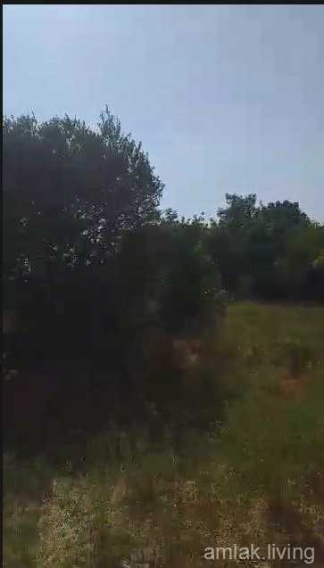 صورة 3