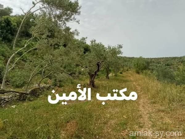 صورة 1