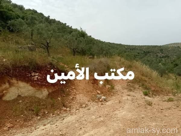 صورة 4