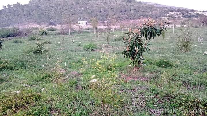 صورة 1
