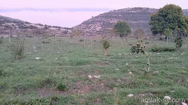 صورة 5