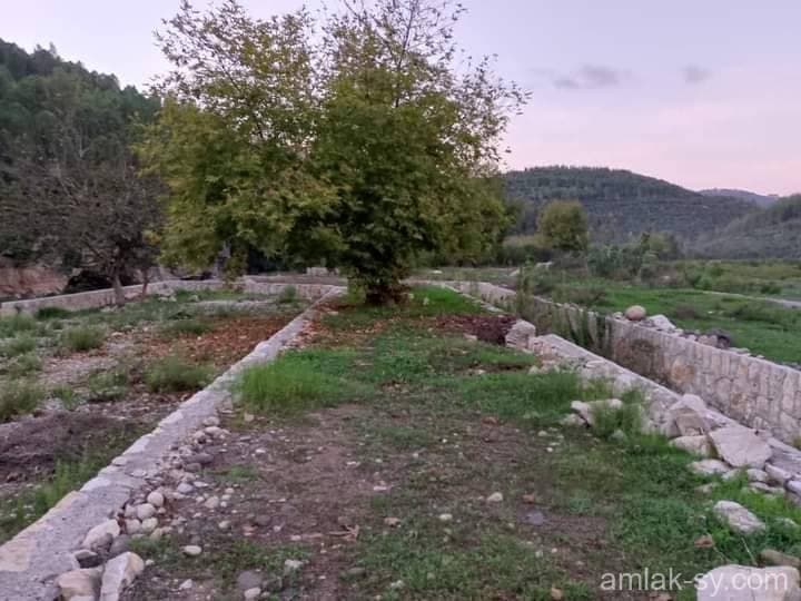 صورة 4