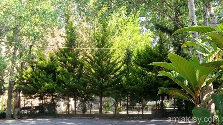 صورة العقار
