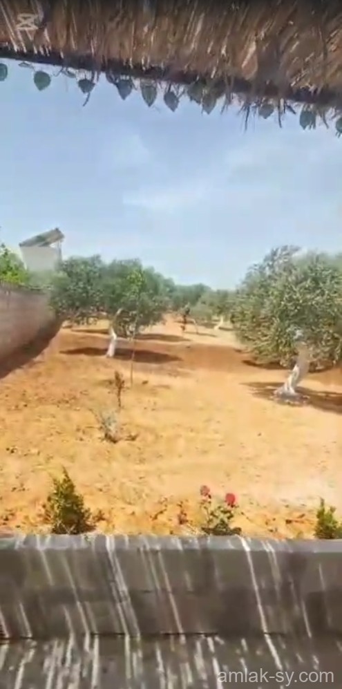 صورة العقار