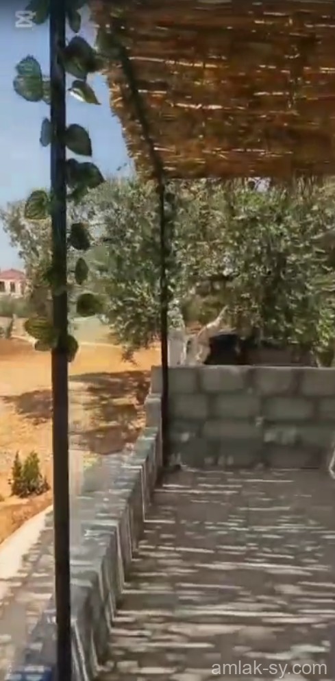 صورة العقار