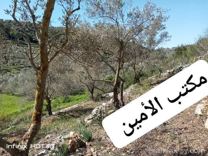 صورة العقار