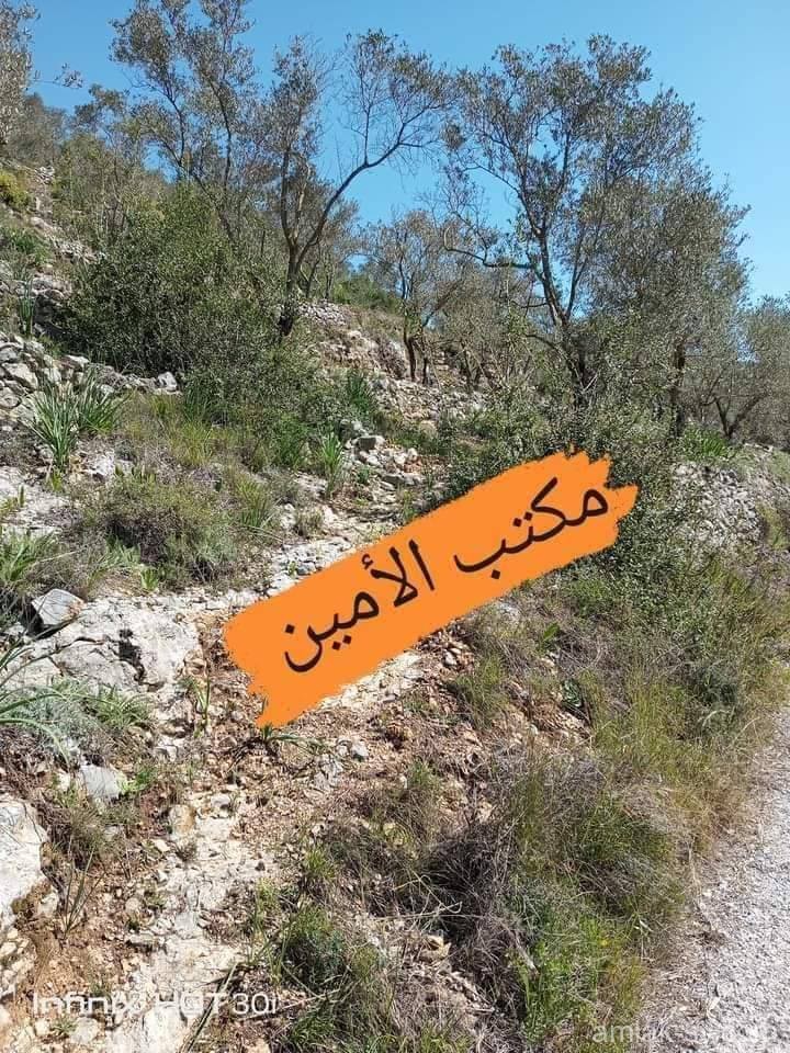 صورة العقار