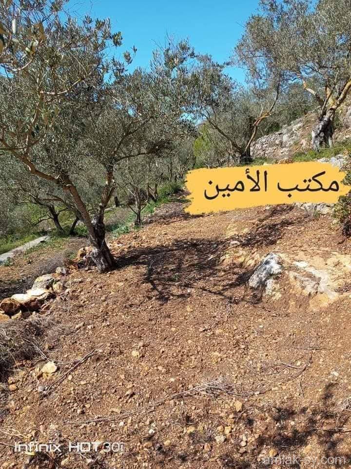 صورة العقار