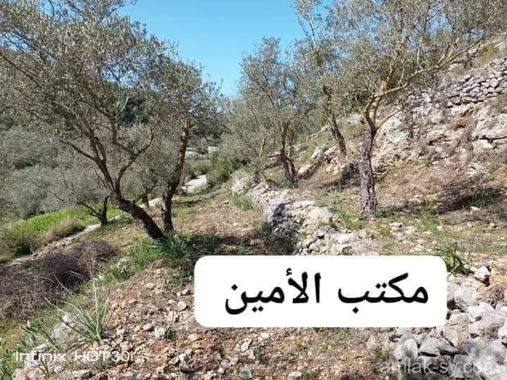 صورة العقار