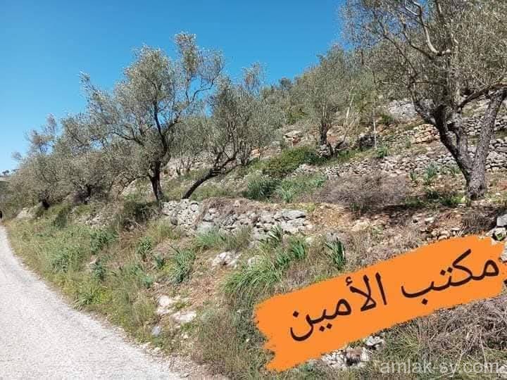 صورة العقار
