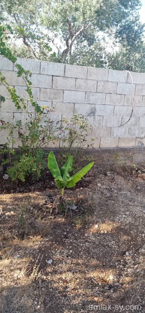 صورة العقار