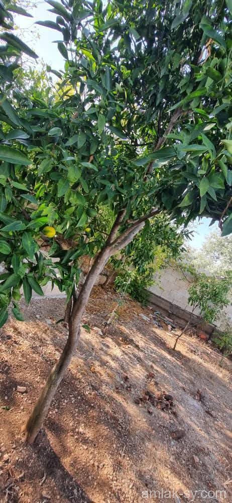 صورة العقار