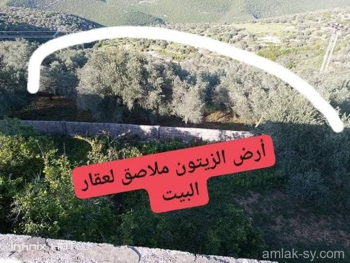 صورة العقار