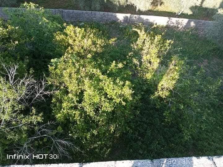 صورة العقار