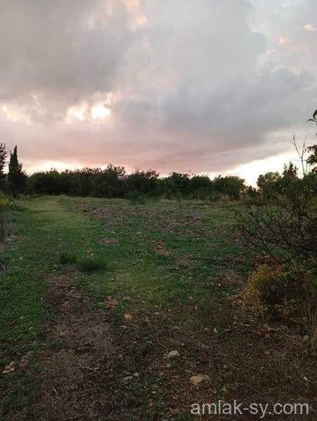 صورة العقار