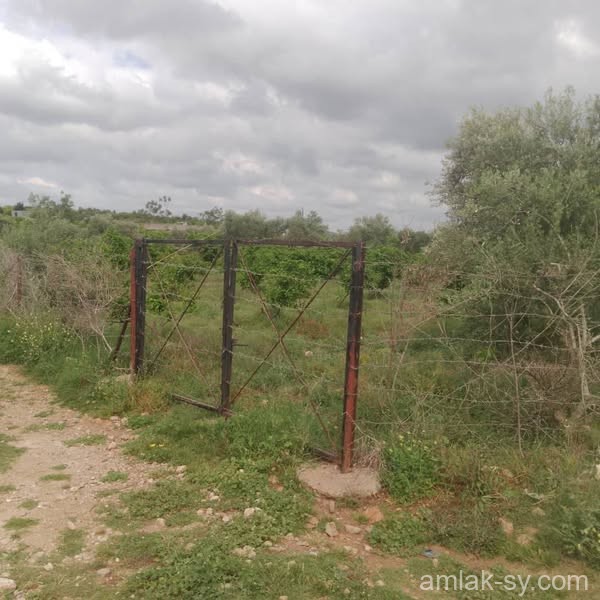 أرض دنم ونص مشجره للبيع