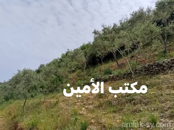 صورة العقار