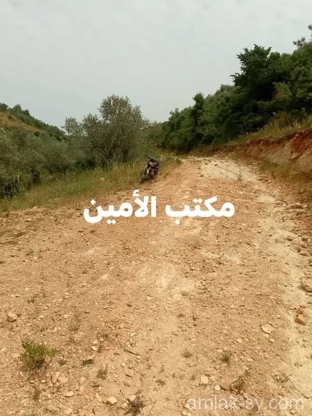 صورة العقار