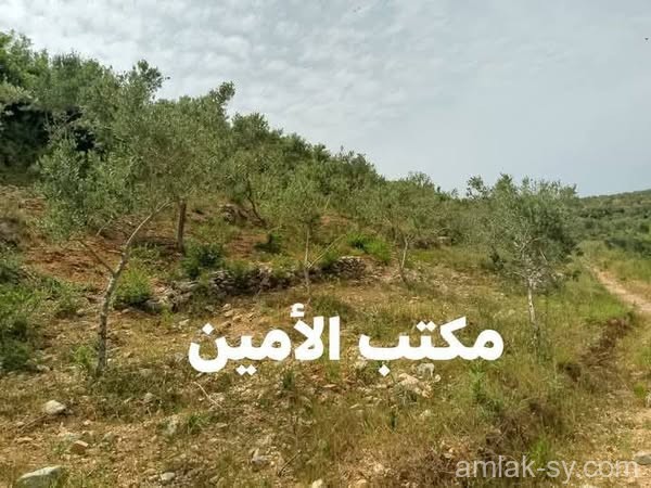 صورة العقار
