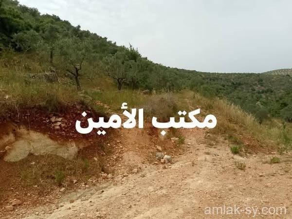 صورة العقار