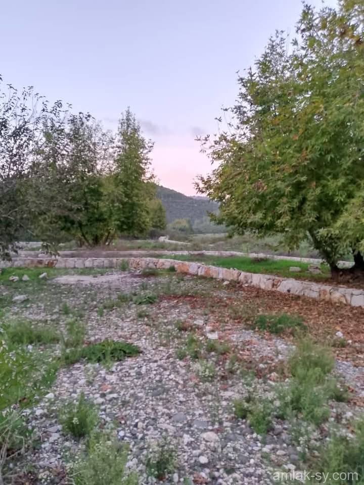 صورة العقار
