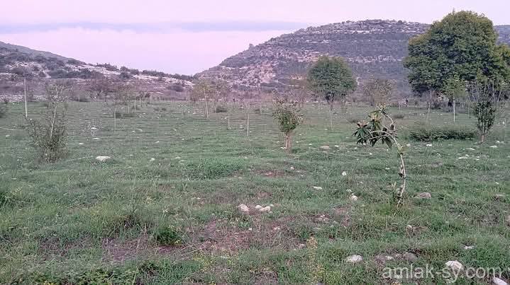 صورة العقار