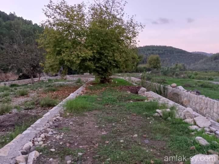 صورة العقار