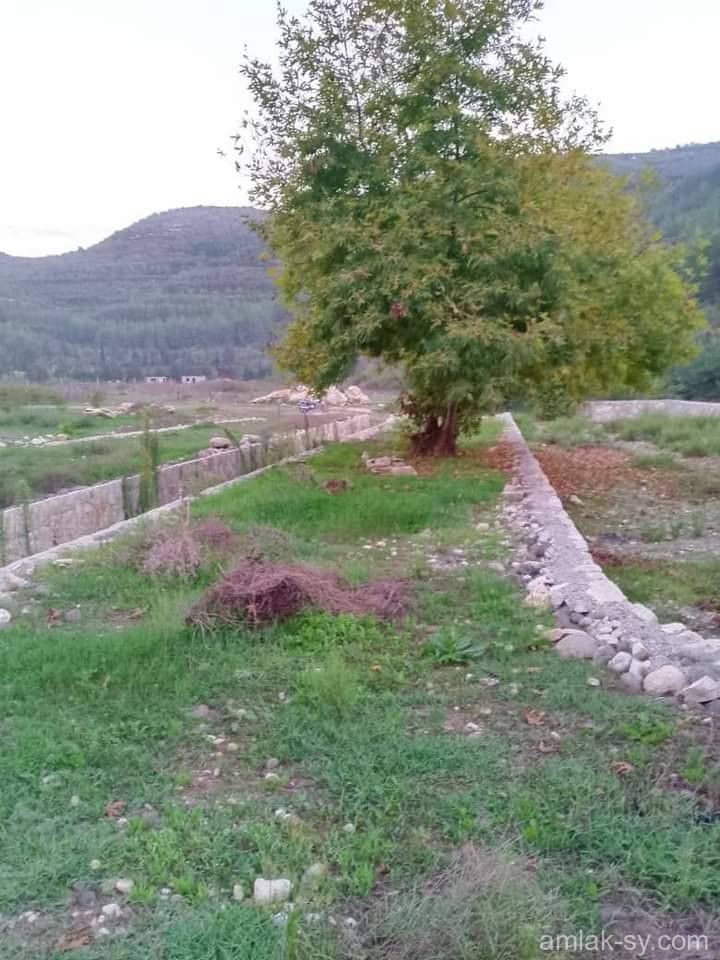 صورة العقار