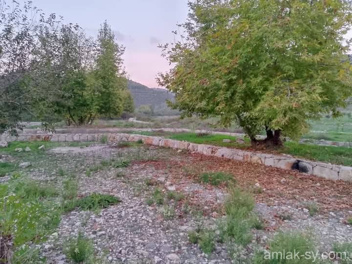 صورة العقار