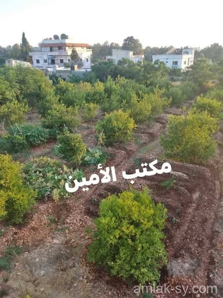 صورة العقار