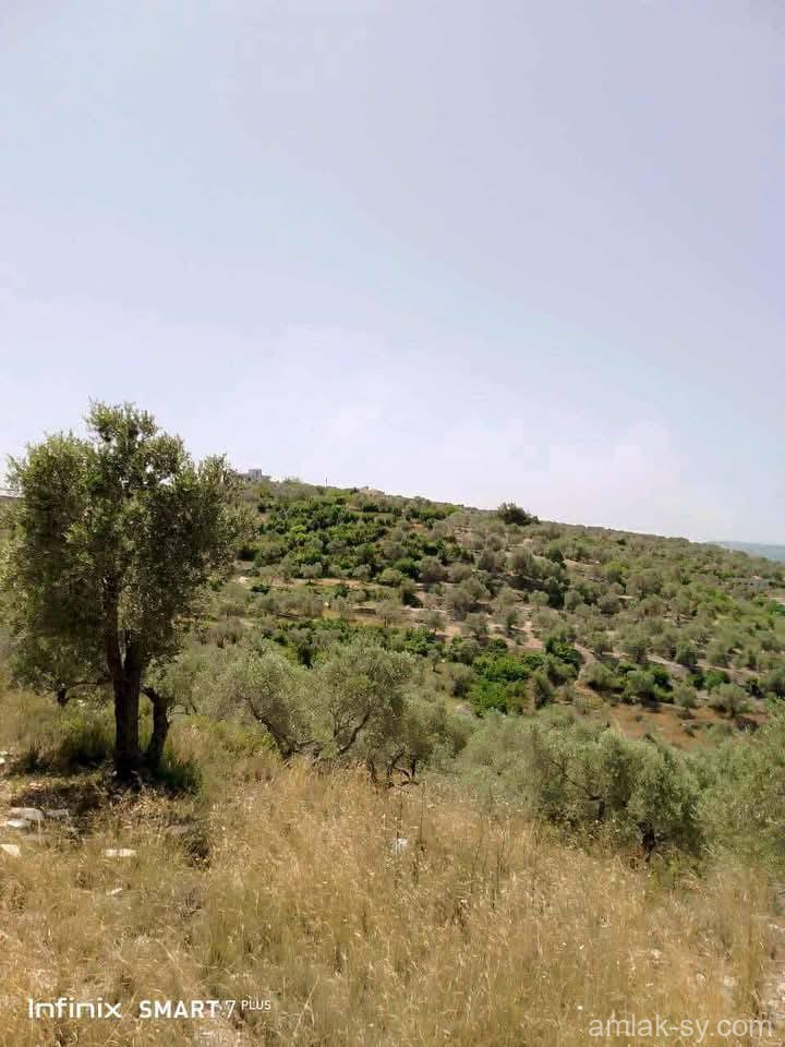 صورة العقار