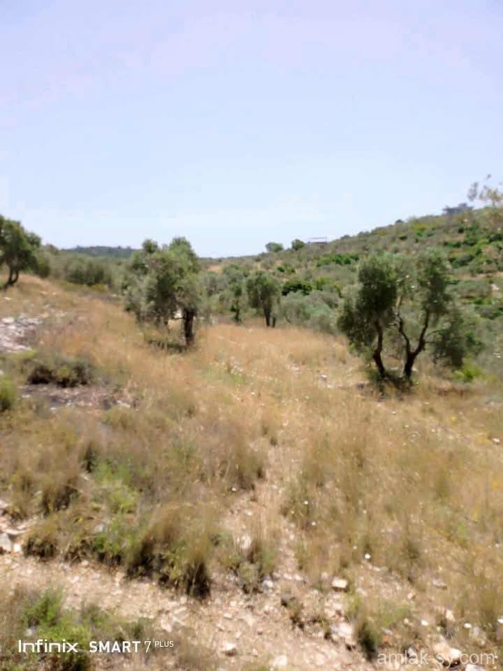 صورة العقار