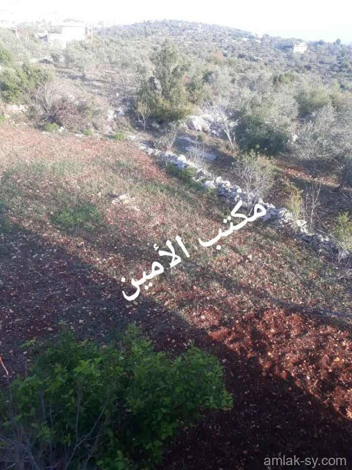 صورة العقار