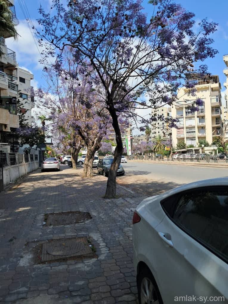 صورة العقار