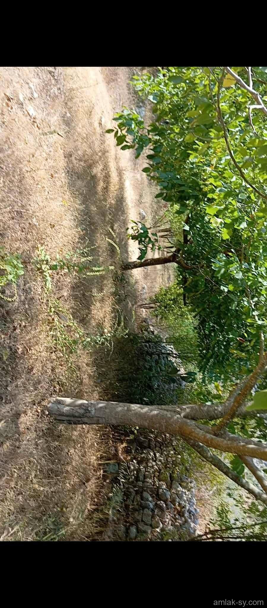 صورة العقار