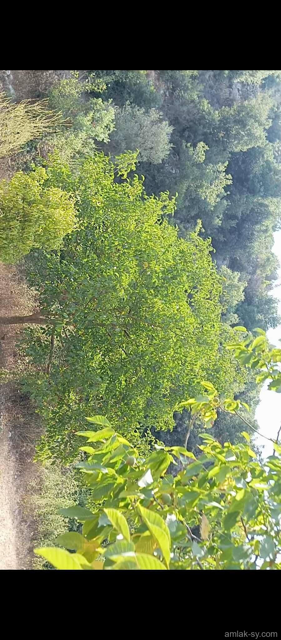 صورة العقار