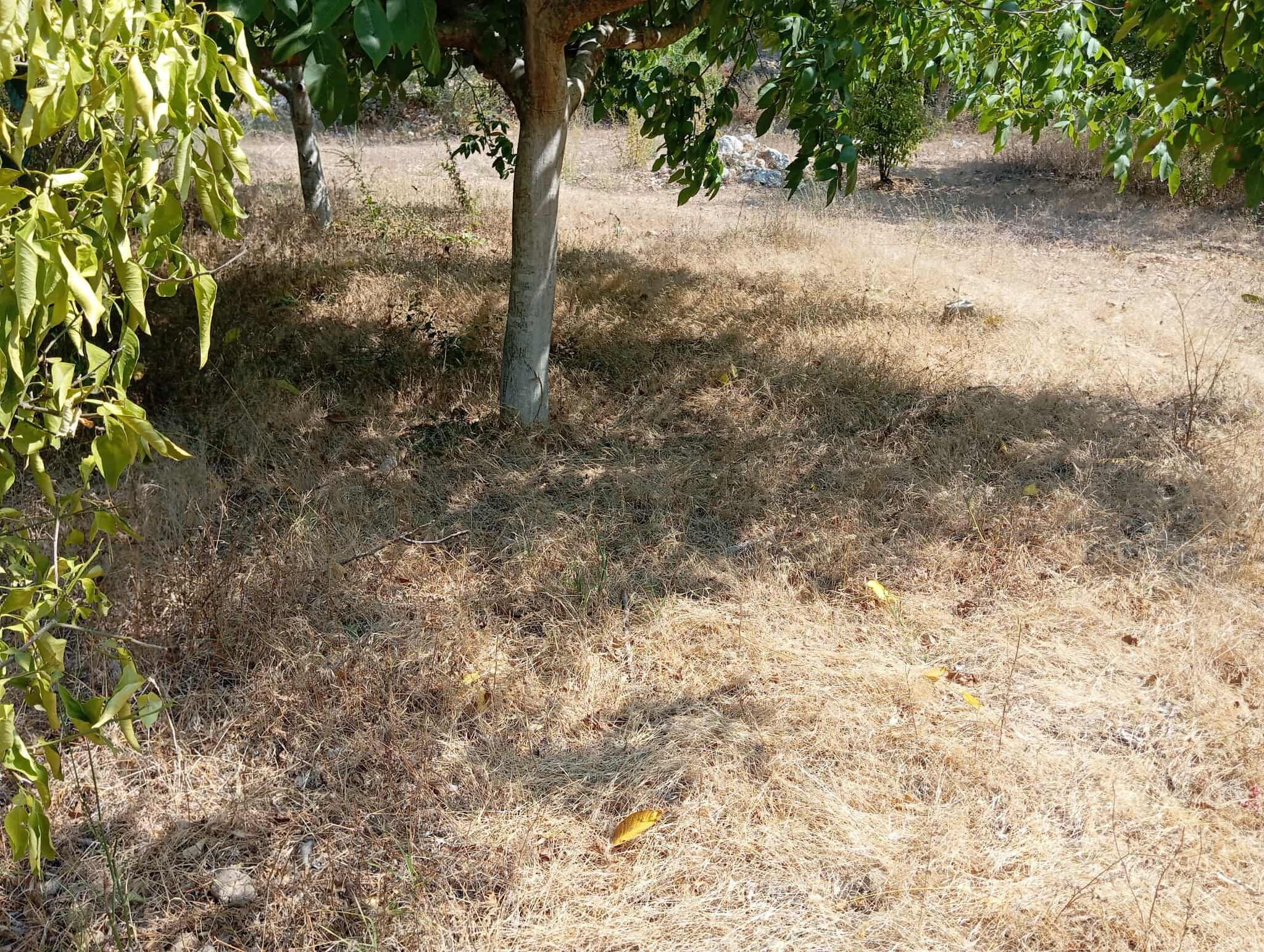 صورة العقار