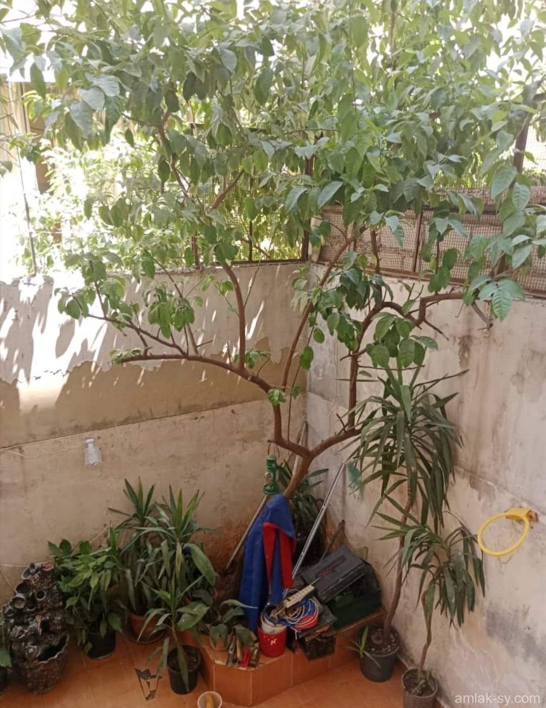 صورة العقار