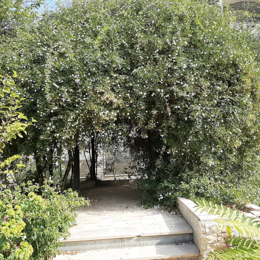 صورة العقار