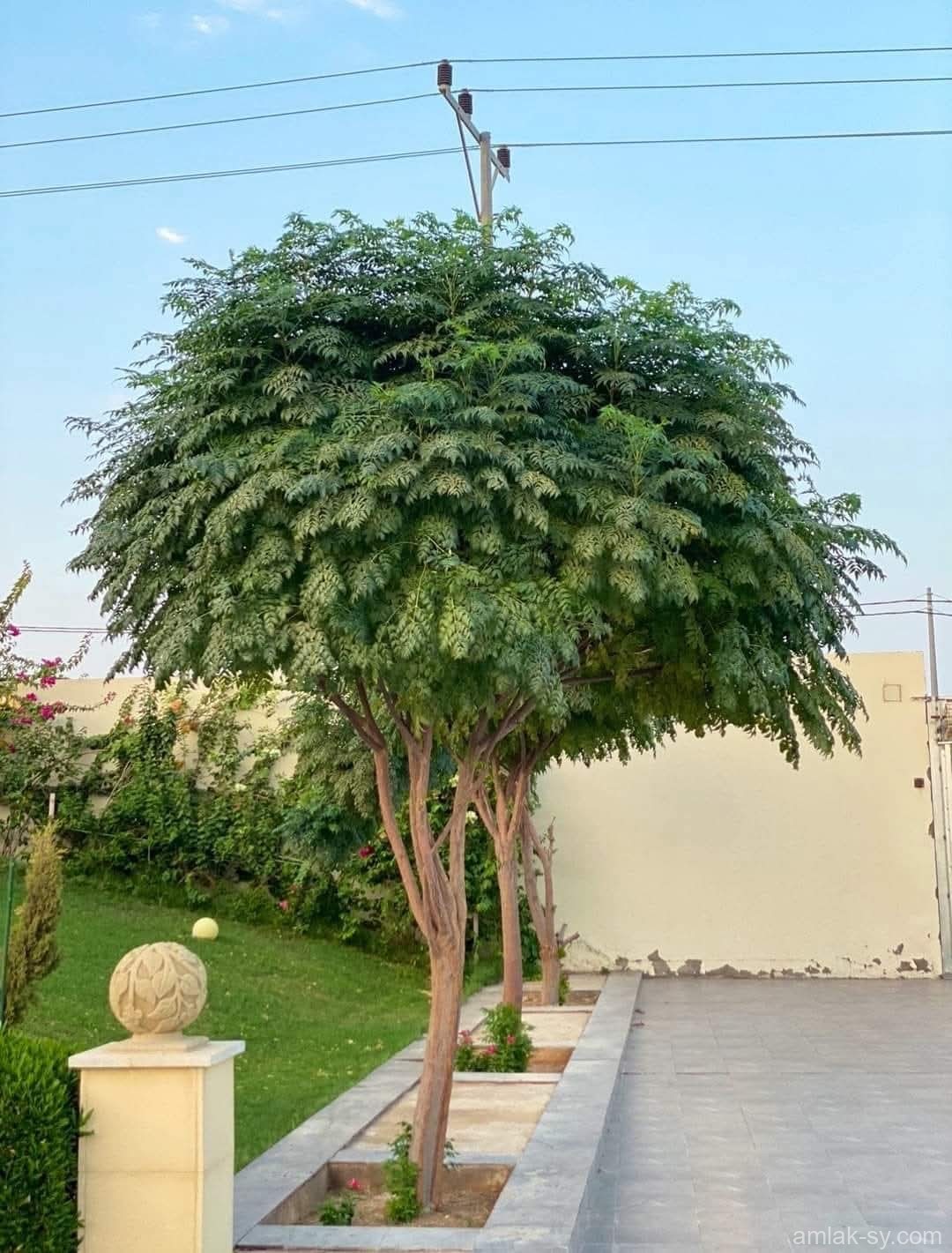صورة العقار