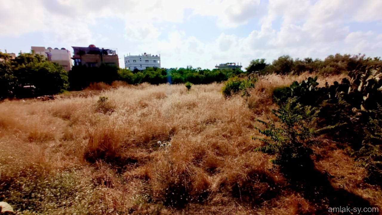صورة العقار