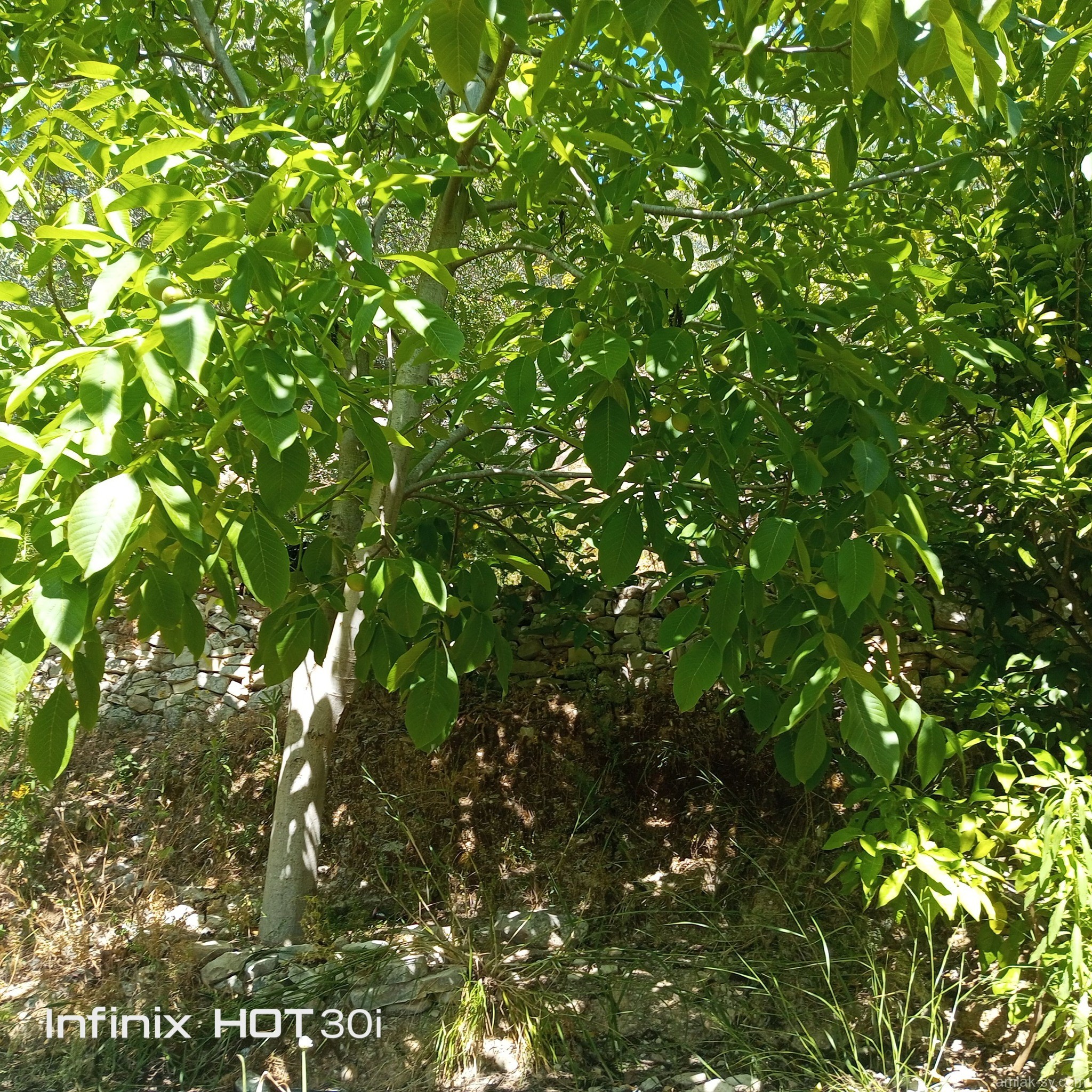 صورة العقار