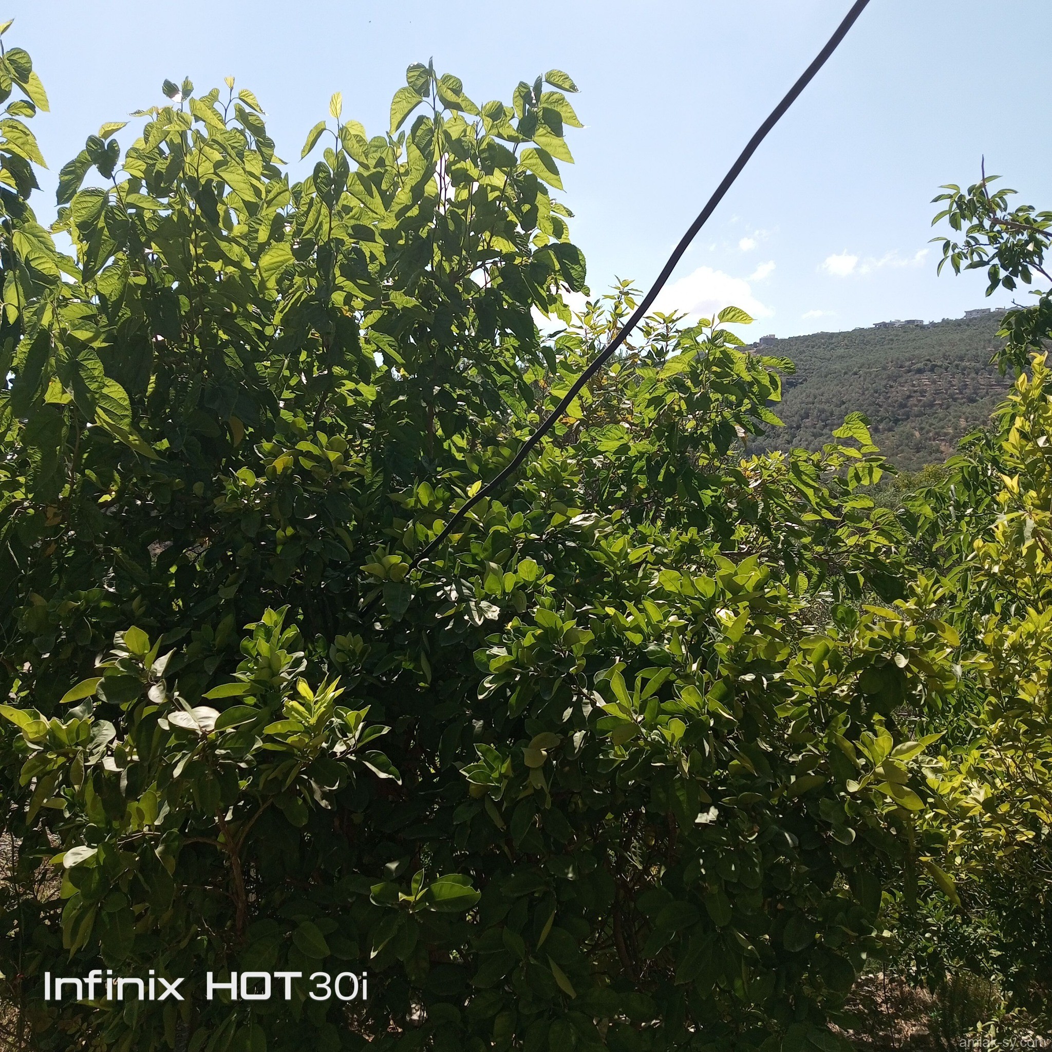 صورة العقار