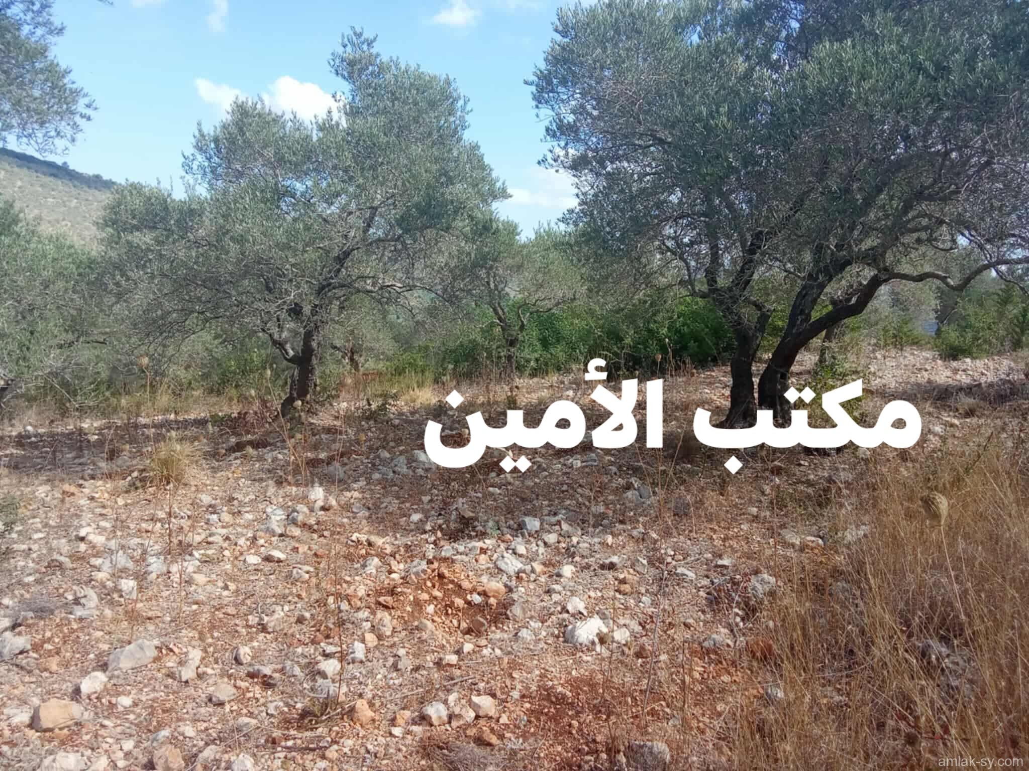 صورة العقار